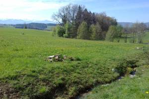 Wanderung Forch - Maur - Uster