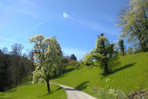 Wanderung Forch - Maur - Uster