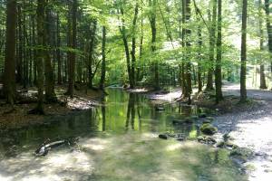 Glütschbach Wanderung Allmendingen - Gwatt