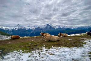 Auf dem Weg zum Faulhorn