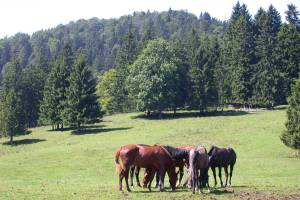 Wanderung Court - Graitery - Oberdörferberg - Gänsbrunnen