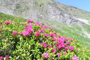 Flöschhorn Lenk