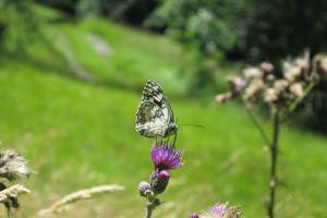 Schachbrett Schmetterling