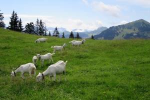 Wanderung Zweisimmen - Holaas