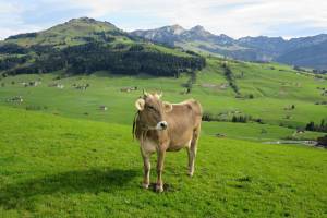 Wanderung Sammelplatz - Hoher Hirschberg - Appenzell