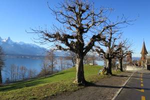 Oberhofen