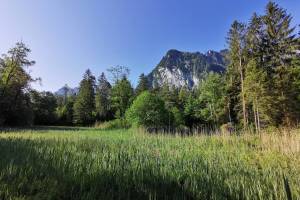 Naturschutzgebiet Seeliswald