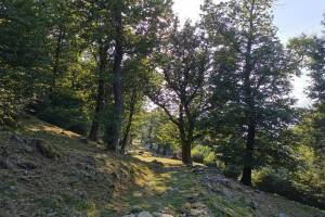 Wanderung Via del Ceneri (Quartino - Monte Ceneri - Cadenazzo)