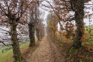 Kastelen Wanderung Wauwil - Alberswil