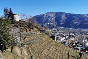 Via delle Vigne Sementina