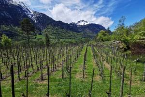 Weinberg Bodenfluh Innertkirchen