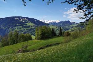 Wanderung Seewis - Valcaus Narzissenweg