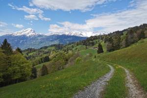 Wanderung Seewis - Valcaus Narzissenweg