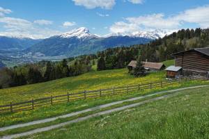 Wanderung Seewis - Valcaus Narzissenweg