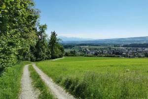 Wanderung Hedingen - Türlersee - Mettmenstetten