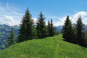 Wanderung Diemtigtal - Abendberg - Erlenbach