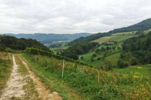 Wanderung Ettingen - Pfeffingen - Grellingen