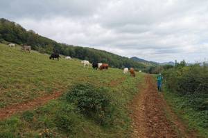 Wanderung Salhöhe - Geissflue - Froburg - Wisen SO