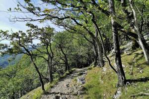 Flaumeichenwald Areuse-Schlucht