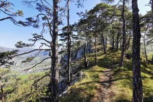 Föhrenwald auf dem Weg zur Roggenweid