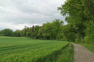 Wanderung Affoltern - Jonental - Bremgarten