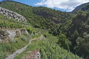 Wanderung Visperterminen - Oberstalden - Visp