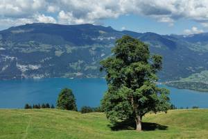 Oberhalb Leissigen Wanderung Aeschiried - Brunni - Leissigen