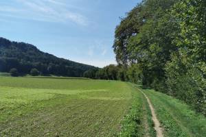 Wanderung Glattfelden - Paradiesgärtli - Eglisau