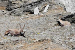 Zermatt Steinböcke Oberrothorn