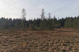 Etang de la Gruère