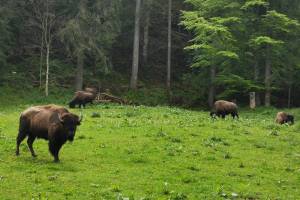 Bisons im Juraparc