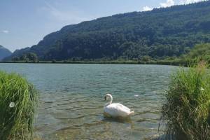 Alpnacherried Vierwaldstättersee