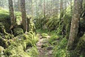 Abstieg vom Bauwald ins Giessbachtal