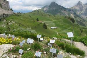 Alpengarten Schynige Platte