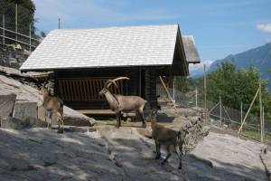 Tierpark Interlaken