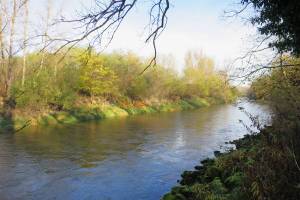 Aare zwischen Schinznach und Brugg