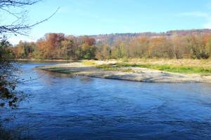 Aare zwischen Schinznach und Brugg