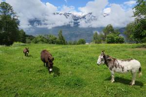 Wanderung Vercorin - Vallon de Réchy - Vernamiège