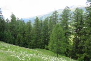 Wanderung UIrichen - Reckingen