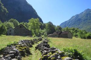 Val Bavona Roseto