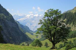 Wanderung Innertkirchen - Schwarzental - Engstlenalp