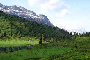 Wanderung Innertkirchen - Schwarzental - Engstlenalp