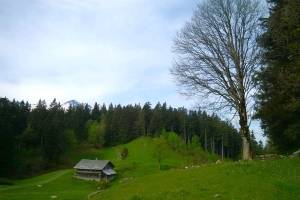 Wanderung Brünigpass - Halgenfluh - Hasliberg/Hohfluh