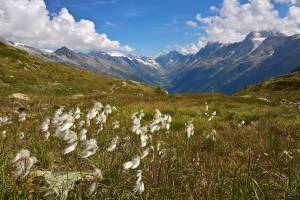 Wanderung Rinderhütte - Restipass - Lauchernalp