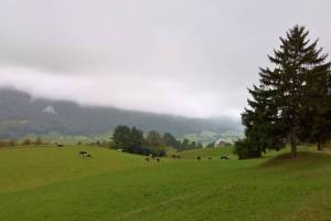 Wanderung Gänsbrunnen - Malsenberg - Wolfsschlucht