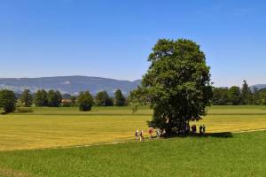 Önz zwischen Riedtwil und Herzogenbuchsee