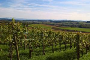 Rebstöcke im Weinland, bei Stammheim