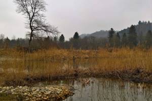 Wanderung Büren a.A. - Aarberg (Alte Aare)