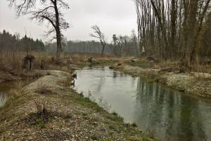 Wanderung Büren a.A. - Aarberg (Alte Aare)