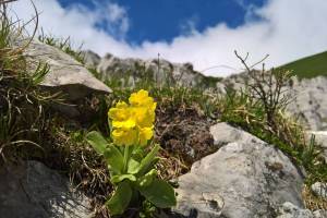 Schwalmis Alpenaurikel